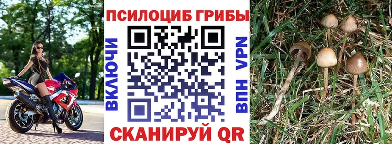 купить закладку  Терек  Галлюциногенные грибы Psilocybe 